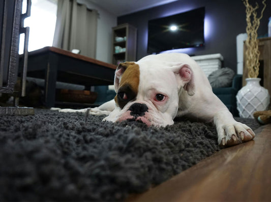 White and brown bulldog lying on a grey shag rug in a living room