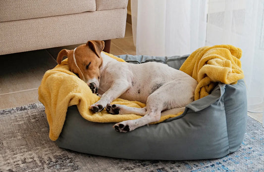 Cleaning Pet Beds: Why and How