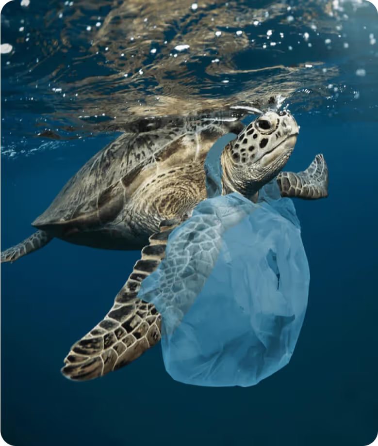 A sea turtle swimming beside a plastic bag